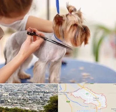 آرایشگاه سگ در یاسوج