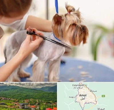 آرایشگاه سگ در آمل