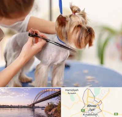آرایشگاه سگ در اهواز