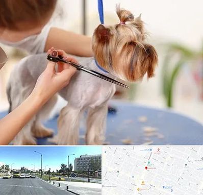 آرایشگاه سگ در بلوار کلاهدوز مشهد