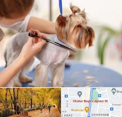 آرایشگاه سگ در چهارباغ اصفهان