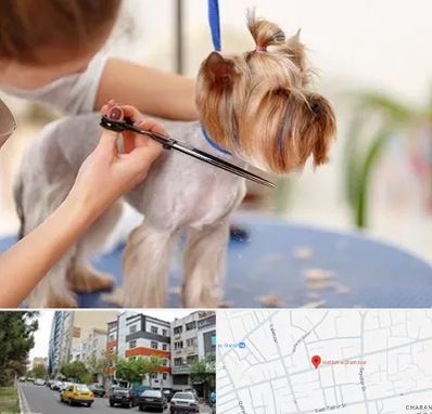 آرایشگاه سگ در هفده شهریور تبریز