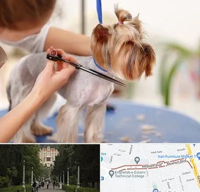 آرایشگاه سگ در بلوار معلم رشت