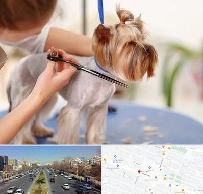 آرایشگاه سگ در بلوار معلم مشهد