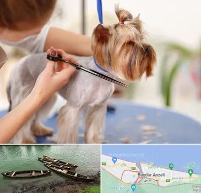 آرایشگاه سگ در بندر انزلی