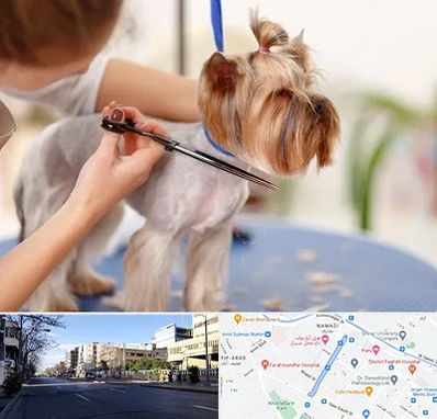 آرایشگاه سگ در خیابان ملاصدرا شیراز