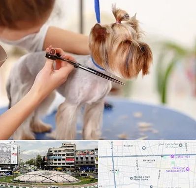 آرایشگاه سگ در مرکز تهران