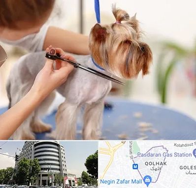 آرایشگاه سگ در قلهک