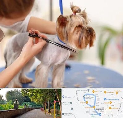 آرایشگاه سگ در بلوار گیلان رشت