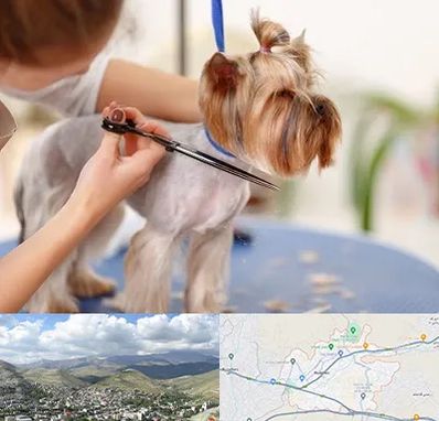 آرایشگاه سگ در رودهن