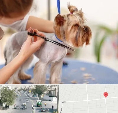 آرایشگاه سگ در هاشمی