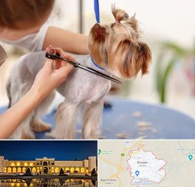 آرایشگاه سگ در برازجان