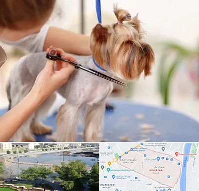 آرایشگاه سگ در گلستان اهواز