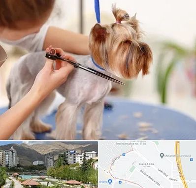 آرایشگاه سگ در شهر زیبا