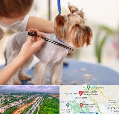 آرایشگاه سگ در قصرالدشت شیراز
