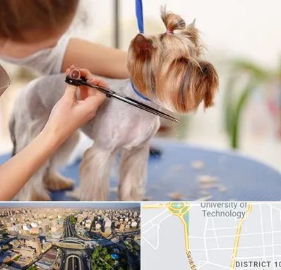 آرایشگاه سگ در استاد معین 