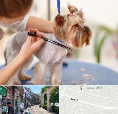 آرایشگاه سگ در خیابان قزوین