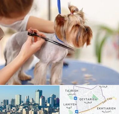 آرایشگاه سگ در قیطریه 
