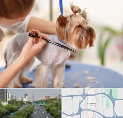 آرایشگاه سگ در توانیر