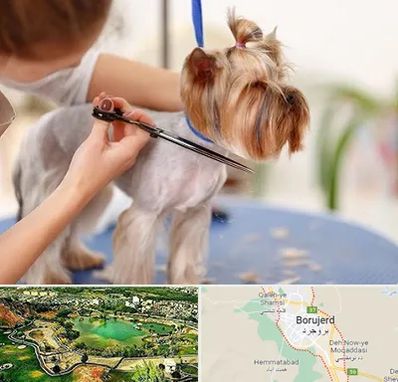 آرایشگاه سگ در بروجرد