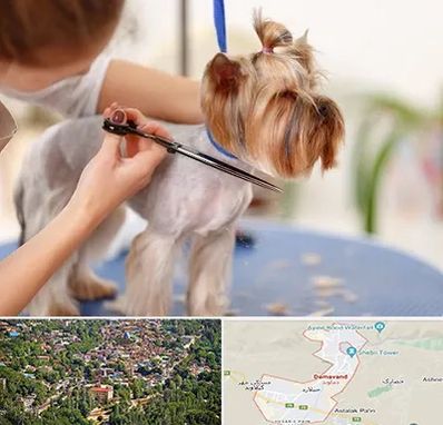 آرایشگاه سگ در دماوند