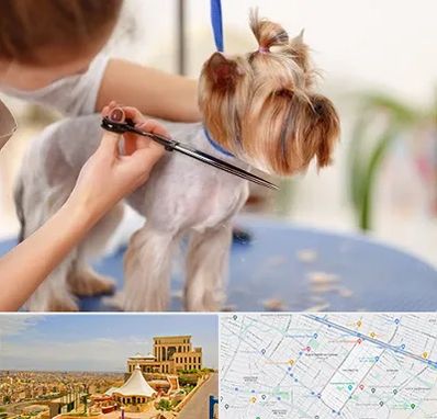 آرایشگاه سگ در هاشمیه مشهد