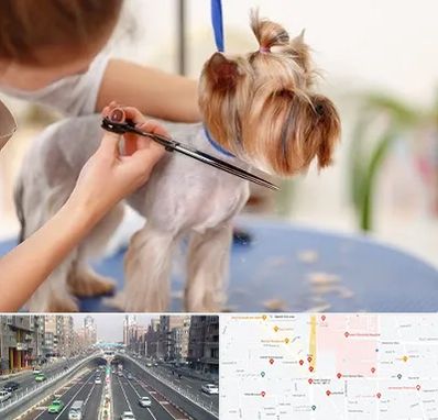 آرایشگاه سگ در توحید