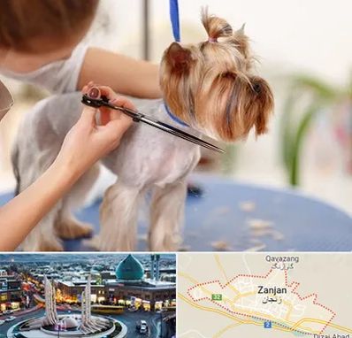 آرایشگاه سگ در زنجان