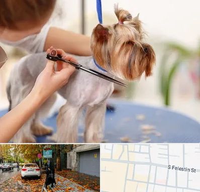 آرایشگاه سگ در خیابان فلسطین