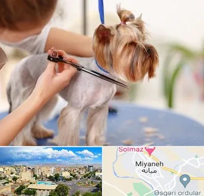 آرایشگاه سگ در میانه