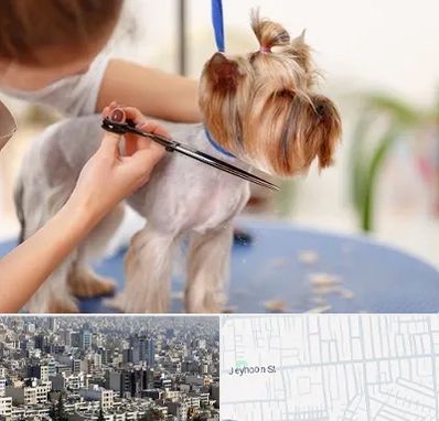 آرایشگاه سگ در جیحون