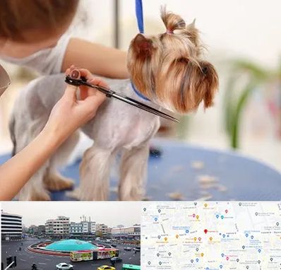 آرایشگاه سگ در میدان انقلاب