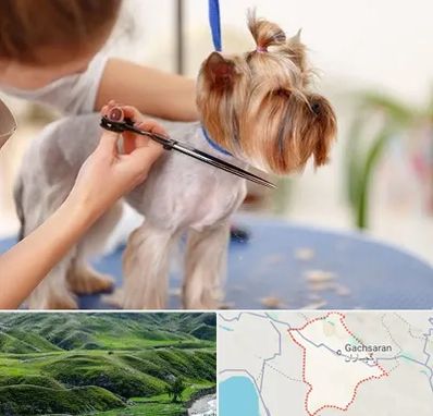آرایشگاه سگ در گچساران