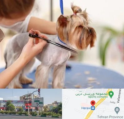 آرایشگاه سگ در هروی