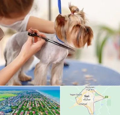 آرایشگاه سگ در ساری