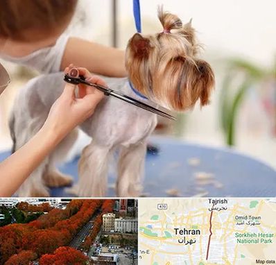 آرایشگاه سگ در ولیعصر