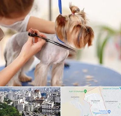 آرایشگاه سگ در ولنجک 