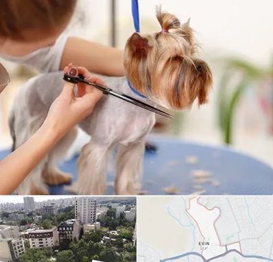 آرایشگاه سگ در اوین