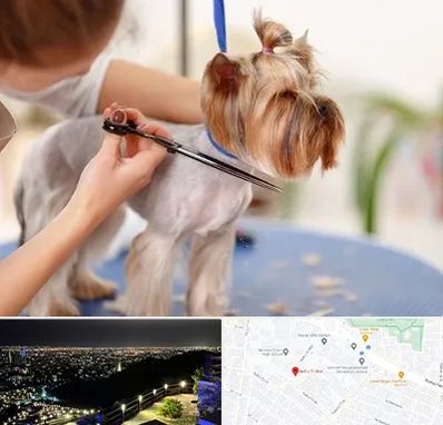 آرایشگاه سگ در هفت تیر مشهد