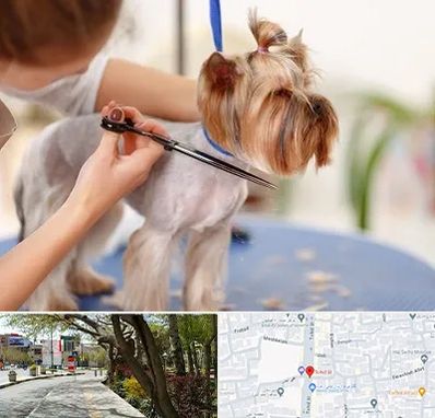 آرایشگاه سگ در خیابان توحید اصفهان