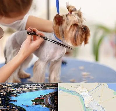 آرایشگاه سگ در خرمشهر
