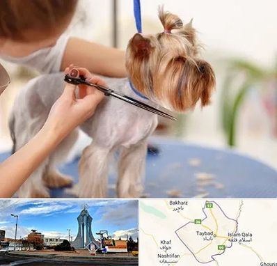آرایشگاه سگ در تایباد