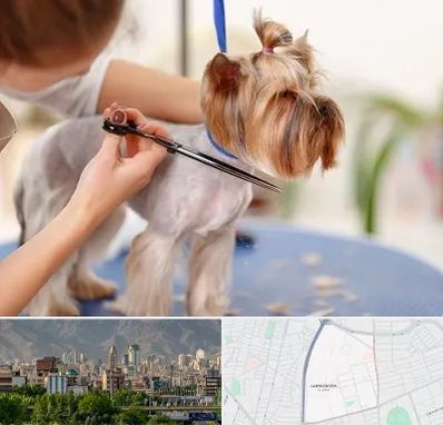 آرایشگاه سگ در جمشیدیه