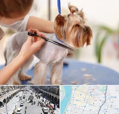 آرایشگاه سگ در نادری اهواز