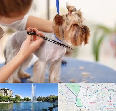 آرایشگاه سگ در کوهسنگی مشهد