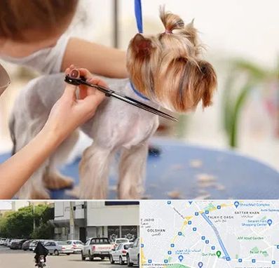 آرایشگاه سگ در قدوسی شرقی شیراز