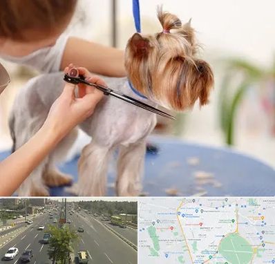 آرایشگاه سگ در منطقه 17 تهران