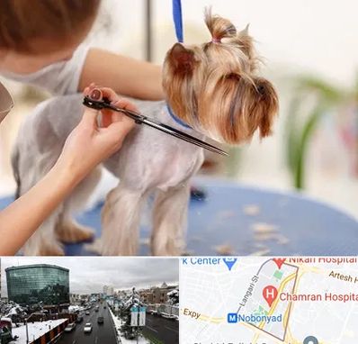 آرایشگاه سگ در اقدسیه 