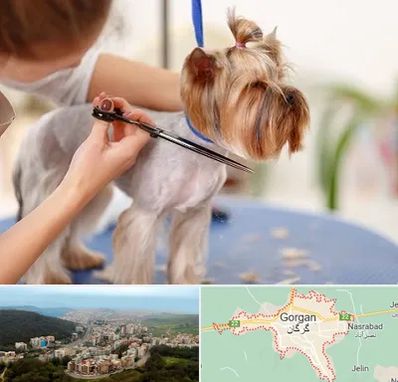 آرایشگاه سگ در گرگان