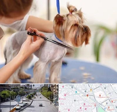 آرایشگاه سگ در خیابان زند شیراز